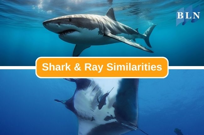 8 Reasons Why Shark And Ray Are Similar